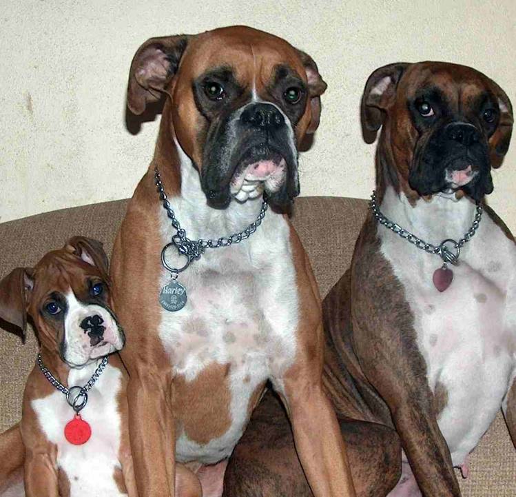 All our Boxers