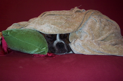 All Snuggled Up!