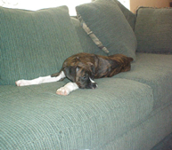 All stretched out and ready for a nap.