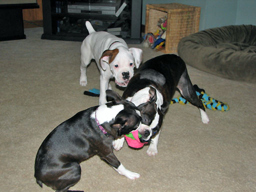 All Three of My Babies