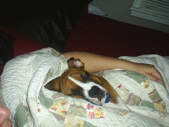 All tucked in for bed