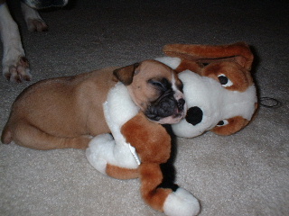 All Tuckered out