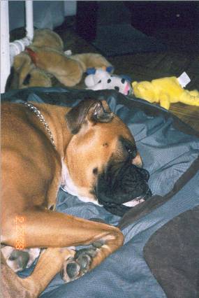 all tuckered out