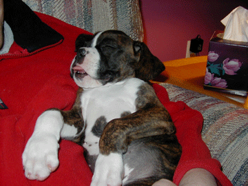 All Tuckered Out.