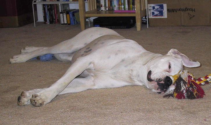 All Tuckered Out