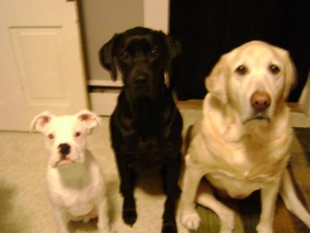 alldogs