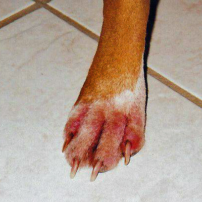 Allergy Paw
