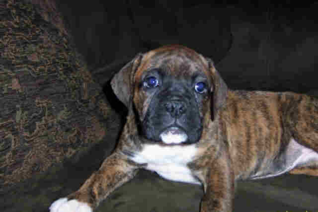 Allie 8weeks
