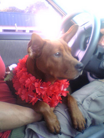 Aloha Roxy