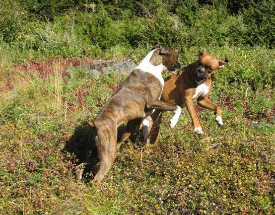 Alpine_meadow_boxer_play