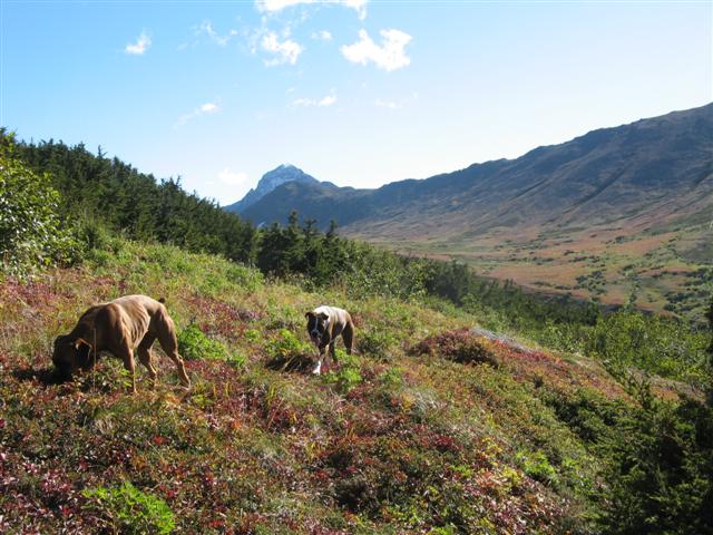 Alpine_meadow_walk_09-09-12