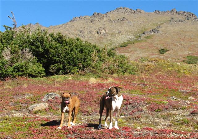 Alpine_meadow_walk_9-2012_2_