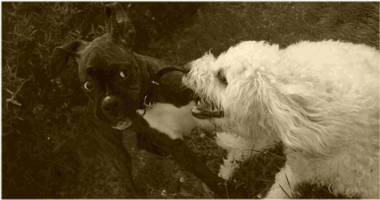 Alright!!! NO ear biting!!!