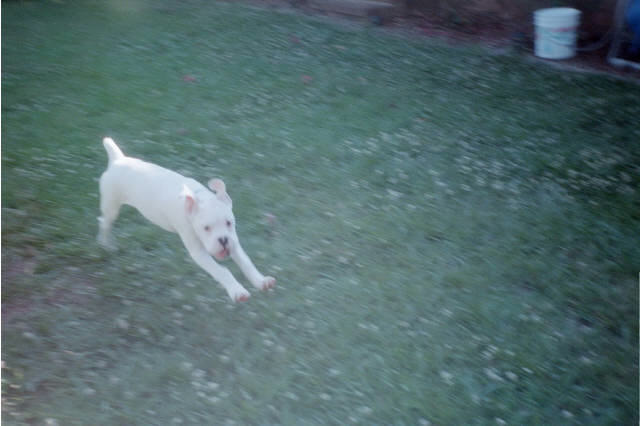 Always leaping...