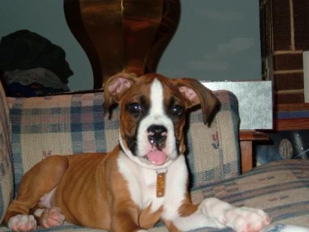 Always sitting with his tongue out!