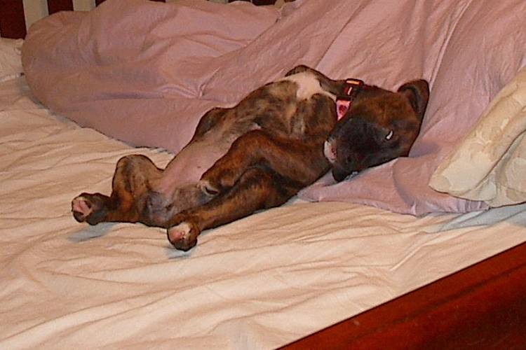 Always Sleeping