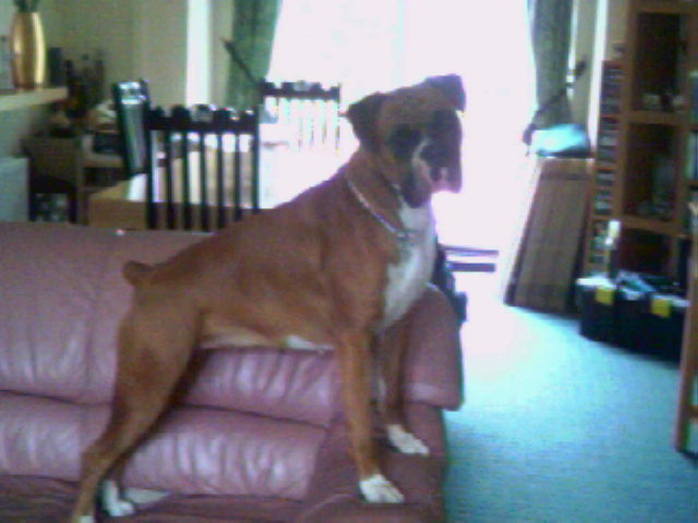 Amber taking over the house!