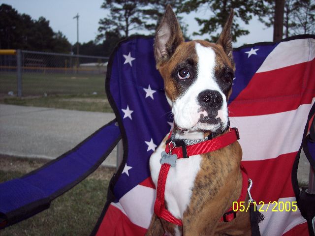 "American" Boxer..LOL