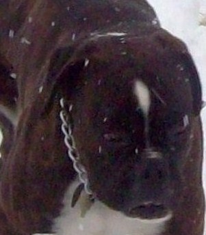 Amon