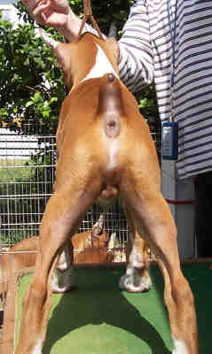 amos backside