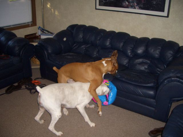 And more ball fun...