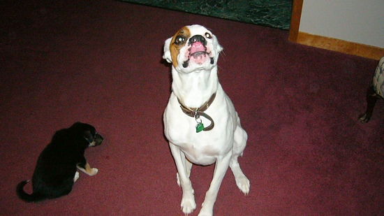And THAT'S what I think of the puppy!!
