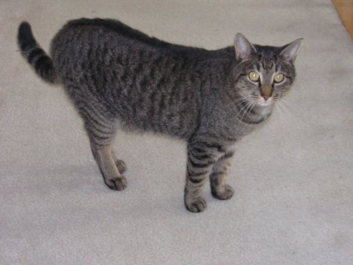 Andy-Cat