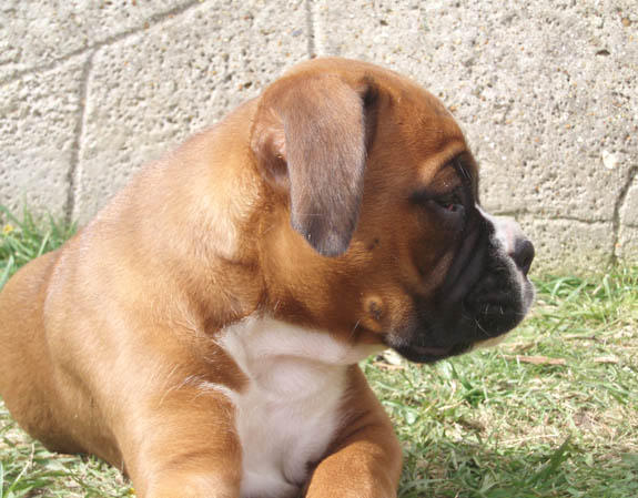 Angel 8 Weeks a