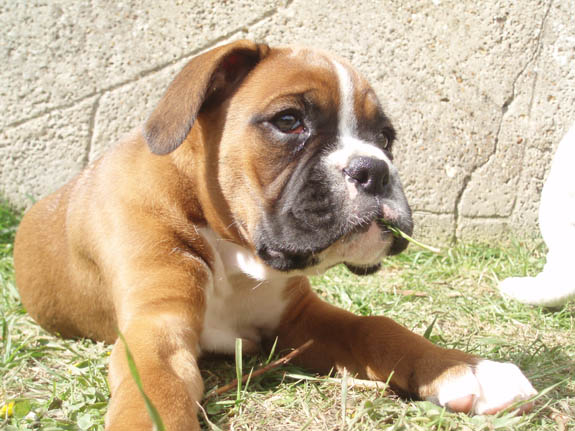 Angel 8 Weeks b