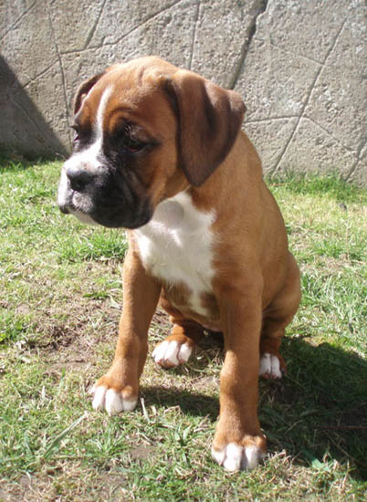 Angel 8 Weeks
