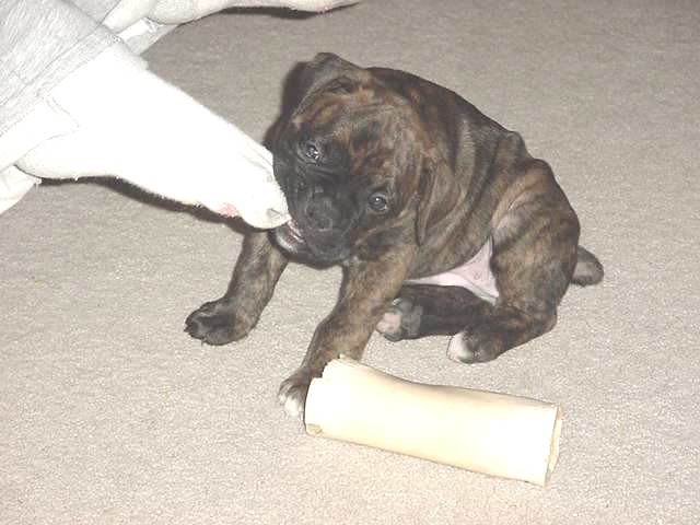 Angel at 6wks