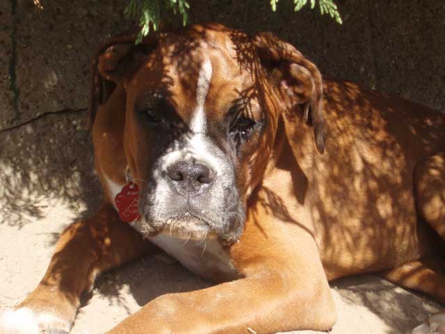 Angel enjoying the shade 19 weeks