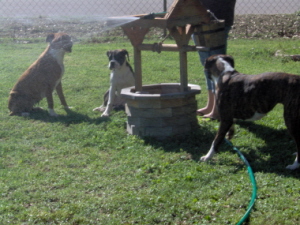 Angel Goldie and Sadie playing in the water