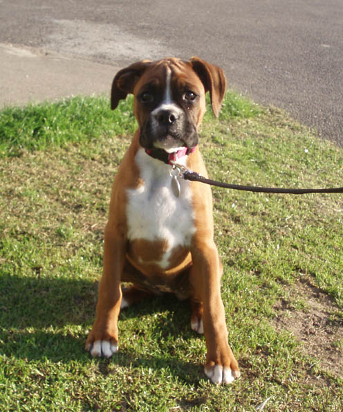 Angel on her 1st walk, 12 weeks.