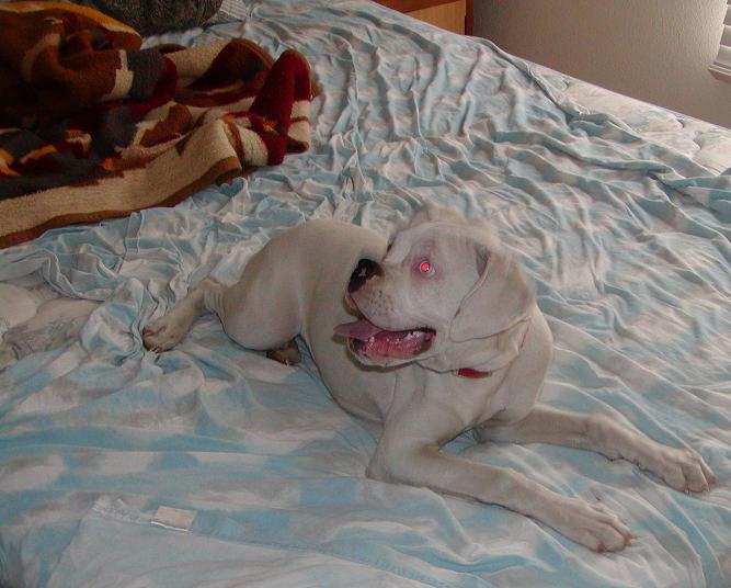 Angel....soon to be Molly or Lucy!
