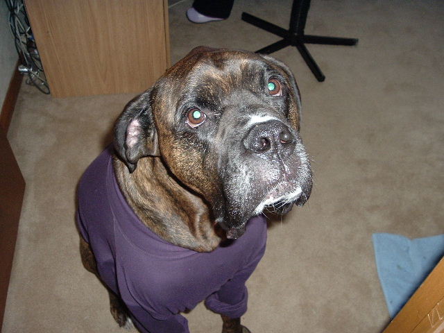 Angus - Rainbow Bridge July 2005 Always Loved