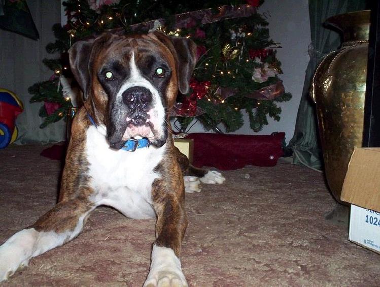 Angus_2003