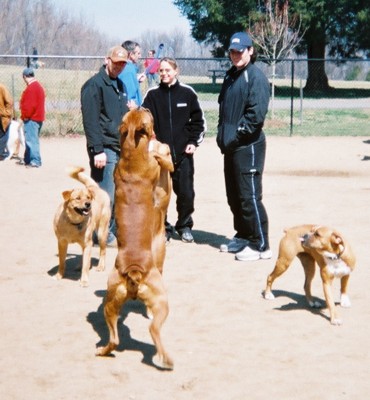 Annapolis Boxer Bash