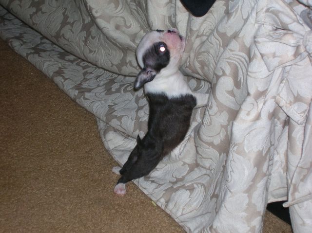 Annie and the couch