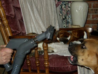 Annie killing the vacuum! (4 pics)