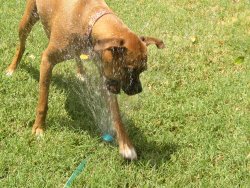 Annie's getting cooled off!