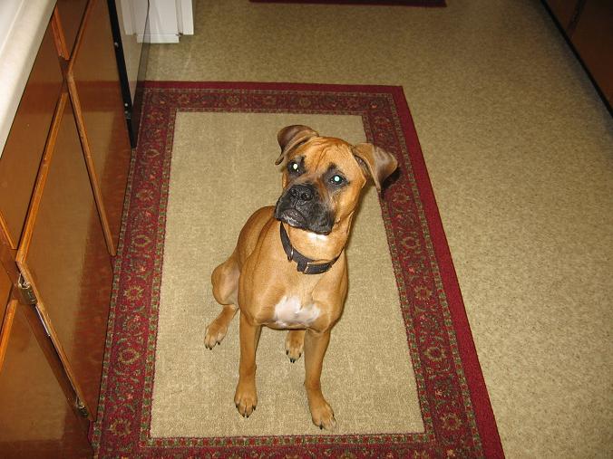 ...another cookie??????