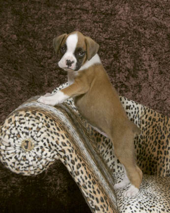 Another Heidi Picture