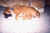 Another nap with my new best friend...
