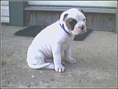 another pic of Bandit!