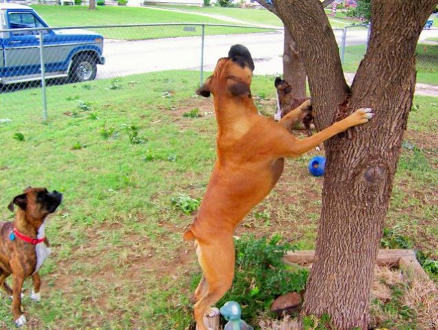 another tree huger