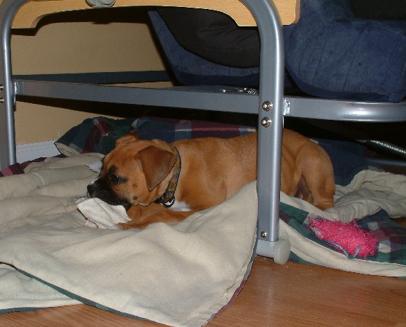 another view of "puppy lair"