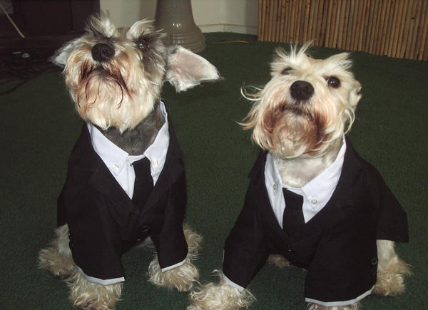 ansel_and_snowball_in_tux