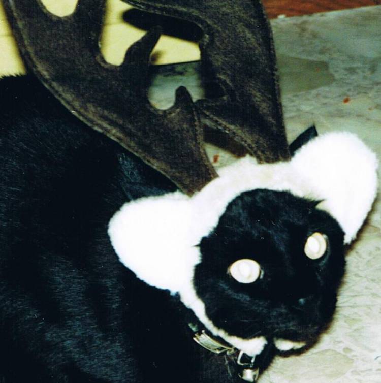 Antler Kitty