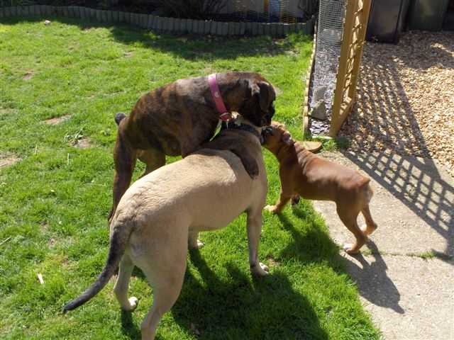 Anyone for a piggy back?